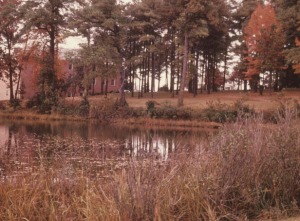 St. John's Pond. Which may, or may not, have been dyed green in the 1970s